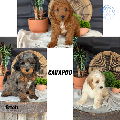 CAVAPOO (MAY 23) FEMALES
