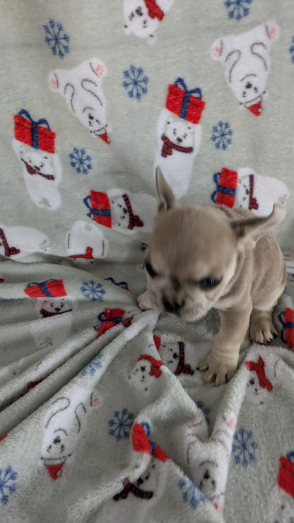FRENCH BULLDOG (11/01) MALE