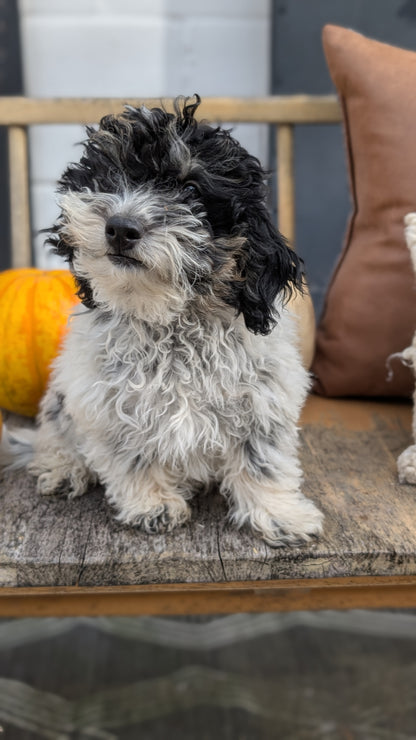 HAVAPOO (06/26) MALE