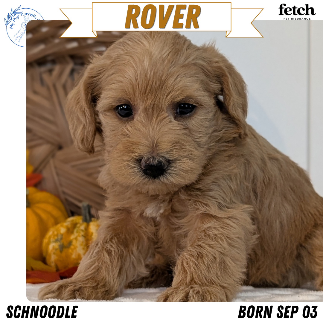 SCHNOODLE (SEP 03) 4 FEMALES/3 MALES