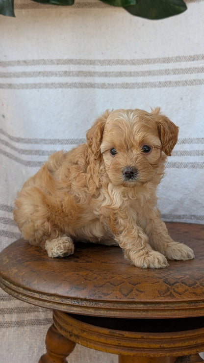 CAVAPOO (MAY 23) FEMALES