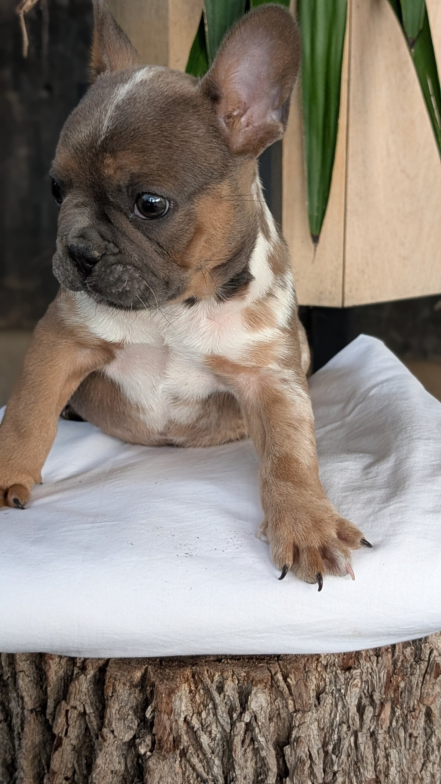 FRENCH BULLDOG (08/12) MALE