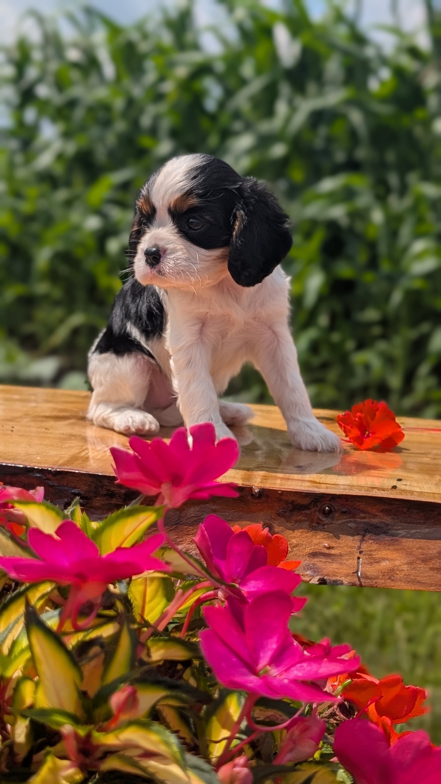 CAVALIER (MAY 30) FEMALES