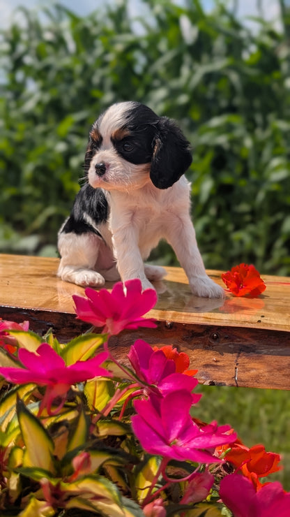 CAVALIER (MAY 30) FEMALES