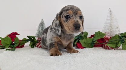 MINI DACHSHUND (OCT 20) FEMALES
