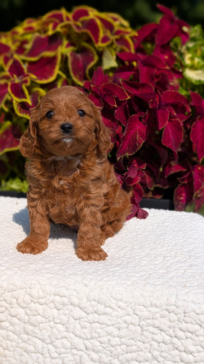 CAVAPOO (07/06) FEMALE