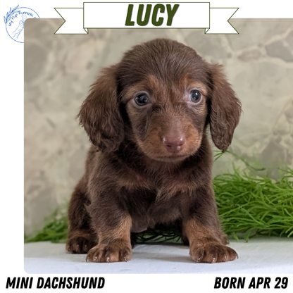 MINI DACHSHUND (APR 29) FEMALES