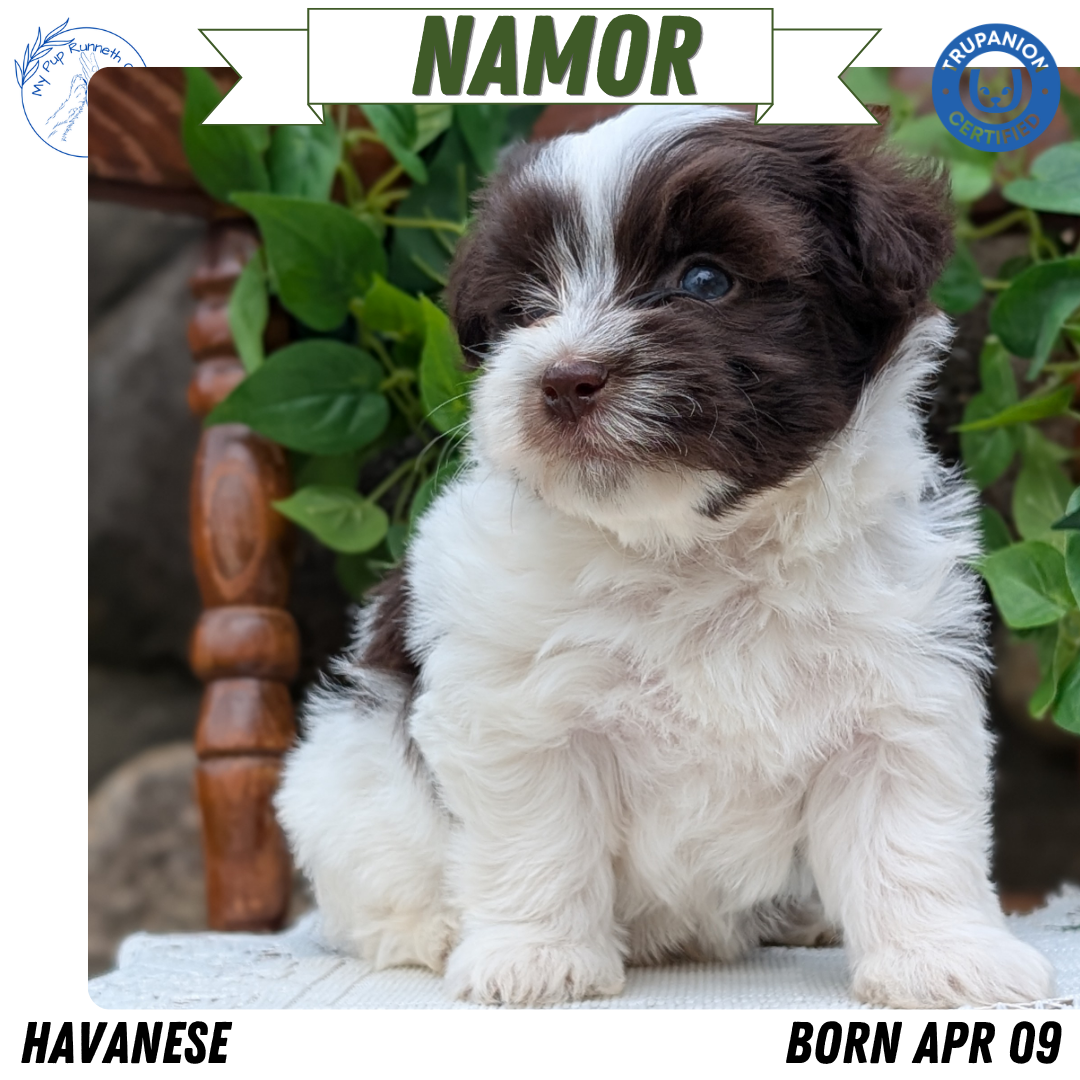HAVANESE (APR 09) MALES