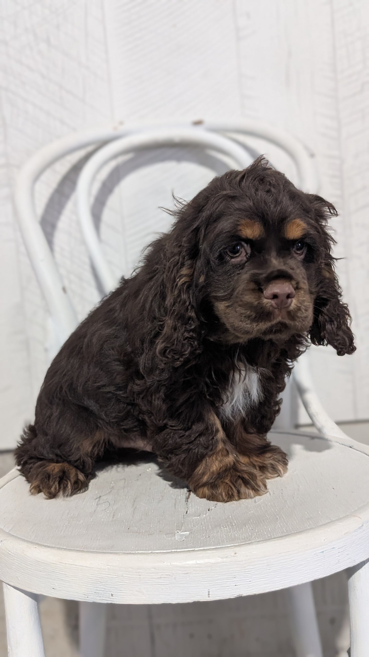 COCKER SPANIEL (09/21) MALE