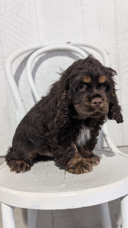 COCKER SPANIEL (09/21) MALE