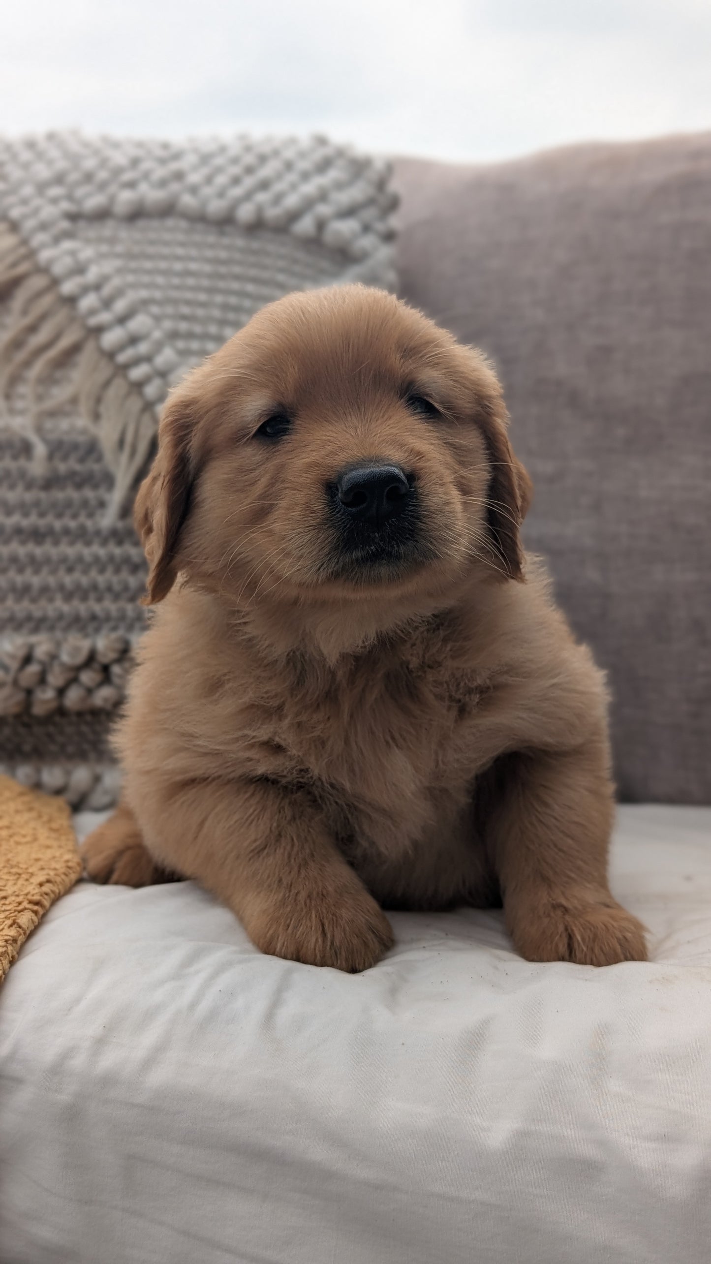 GOLDEN RETRIEVER (JUL 01) MALES