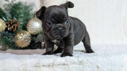 FRENCH BULLDOG (OCT 08) FEMALES