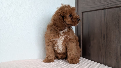 CAVAPOO (DEC 26) MALES