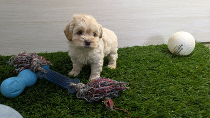 COCKAPOO (01/01) MALE