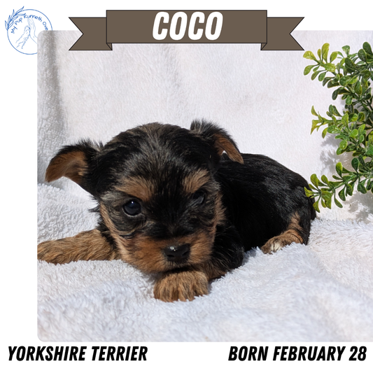 YORKSHIRE TERRIER (02/28) FEMALE
