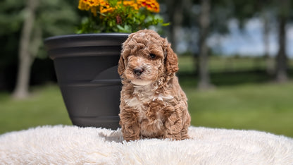 MINI POODLE (MAY 12) FEMALES