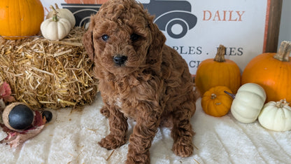 MINI GOLDENDOODLE (09/21) FEMALE