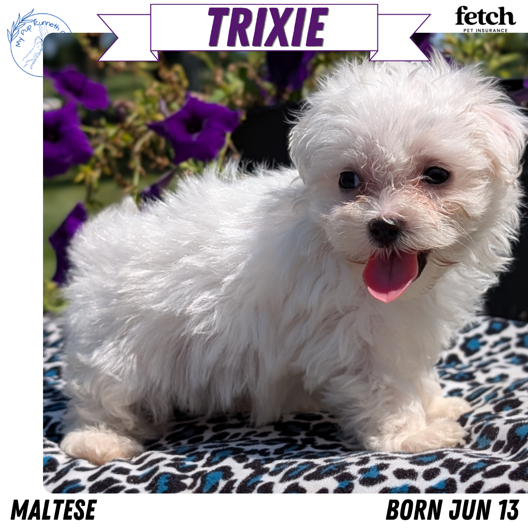 MALTESE (JUN 13) FEMALES