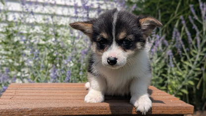 CORGI (JUN 08) FEMALES