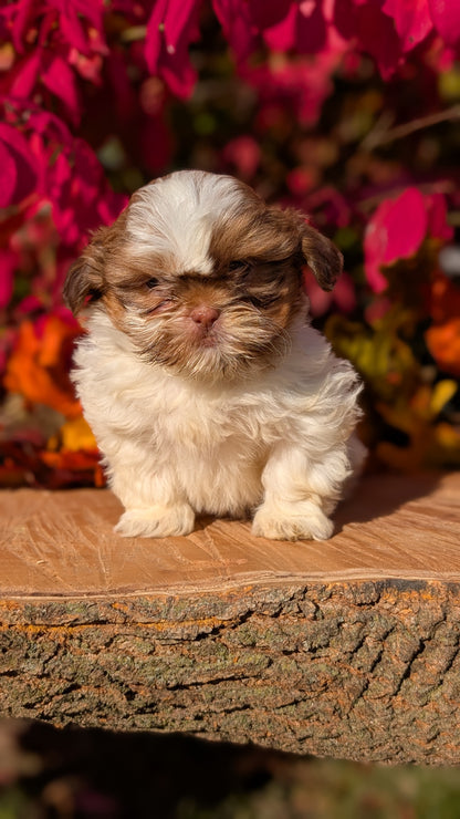 SHIH TZU (09/03) FEMALE
