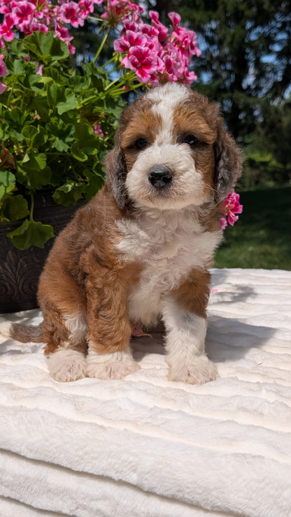 MINI BERNEDOODLE (06/11) MALE