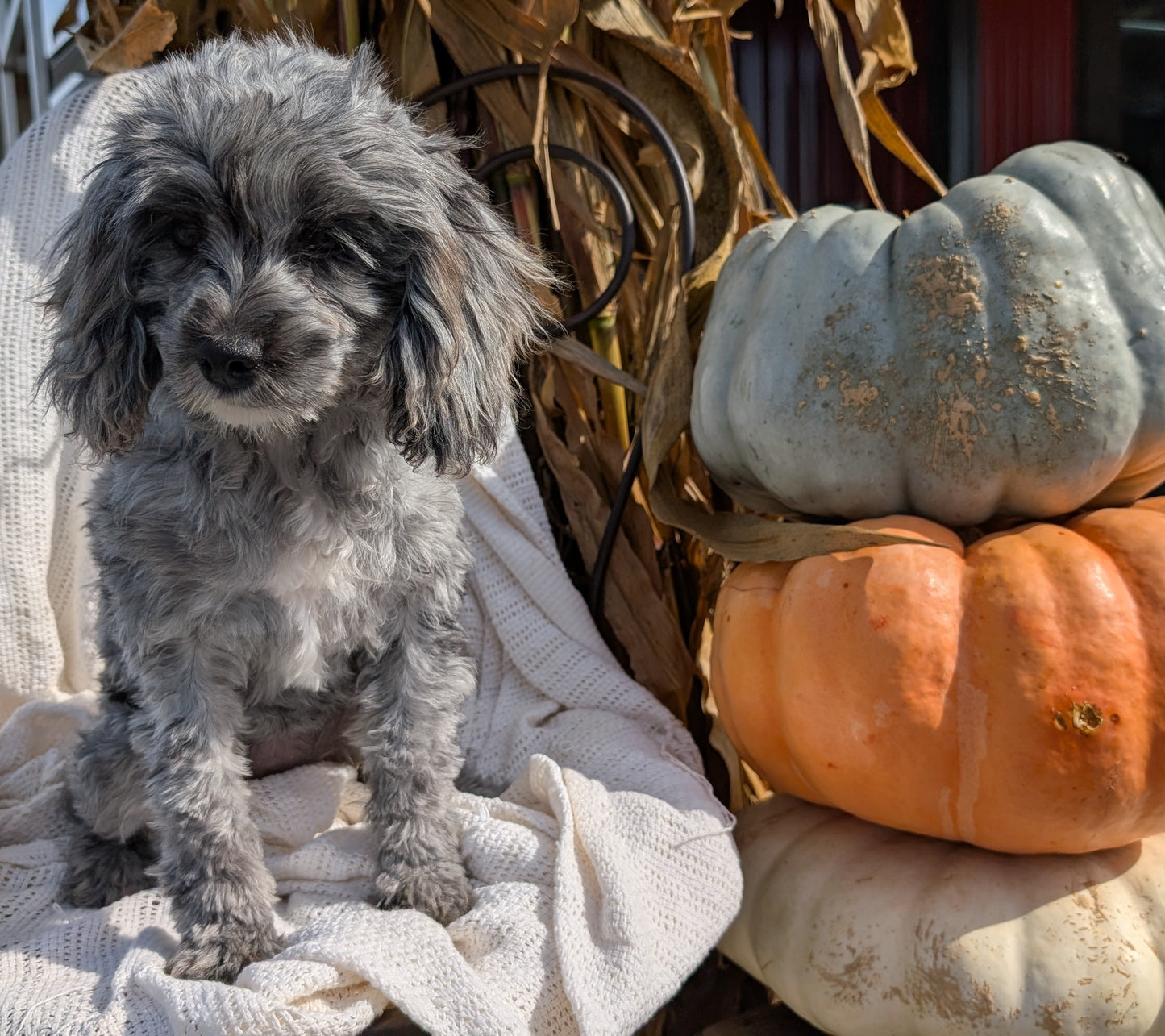 COCKAPOO (05/02) FEMALE