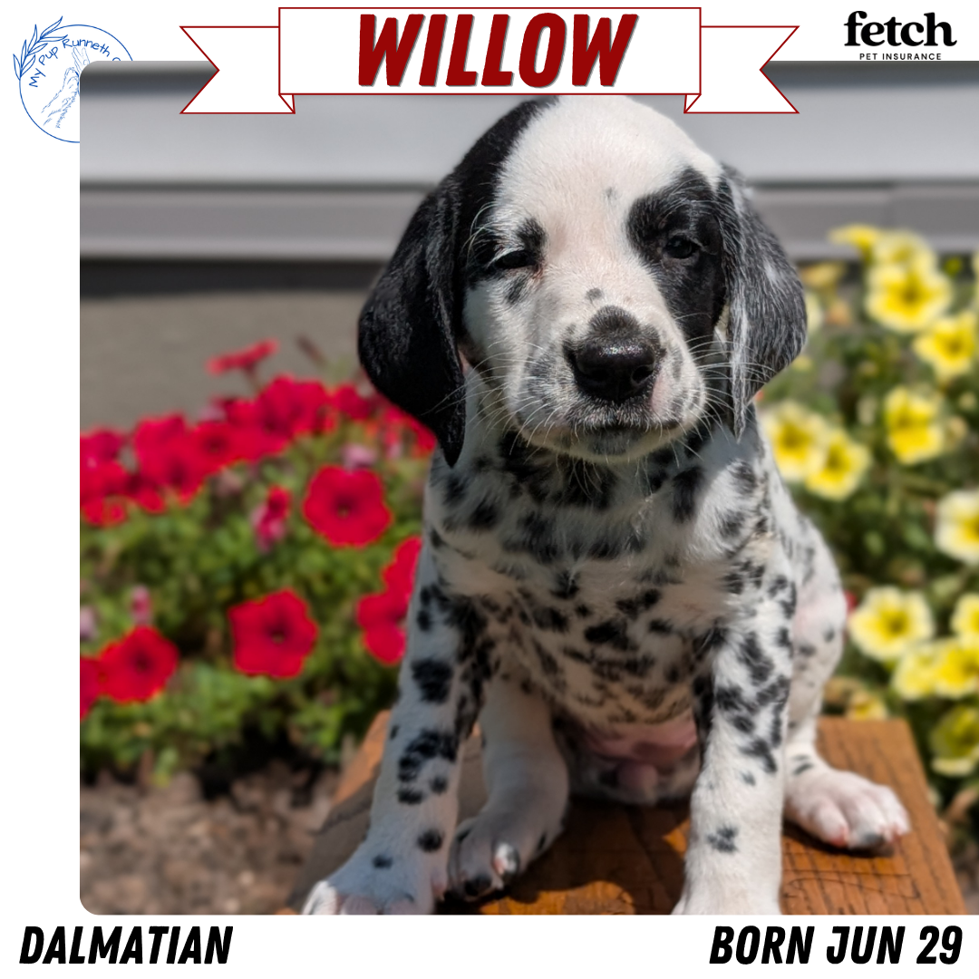 DALMATIAN (JUN 29) FEMALES