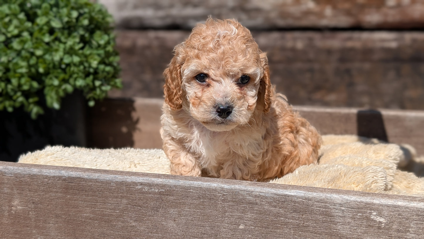 COCKAPOO (MAY 13) MALES