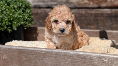 COCKAPOO (MAY 13) MALES