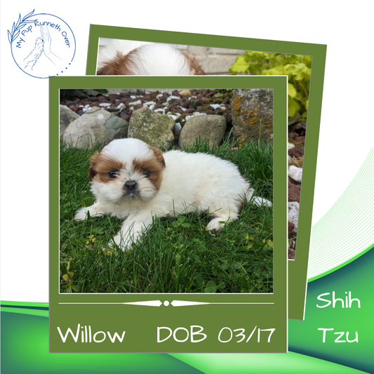 SHIH TZU (03/17) FEMALE