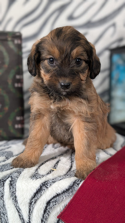MINI LABRADOODLE (OCT 20) FEMALES