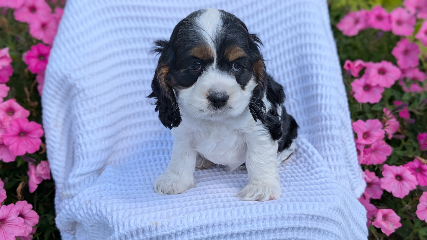 COCKER SPANIEL (07/17) FEMALE