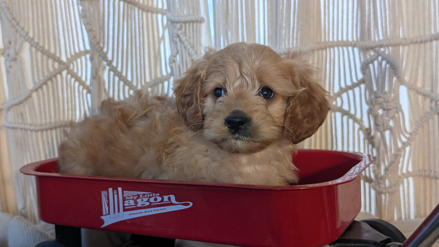 CAVAPOO (NOV 17) MALES