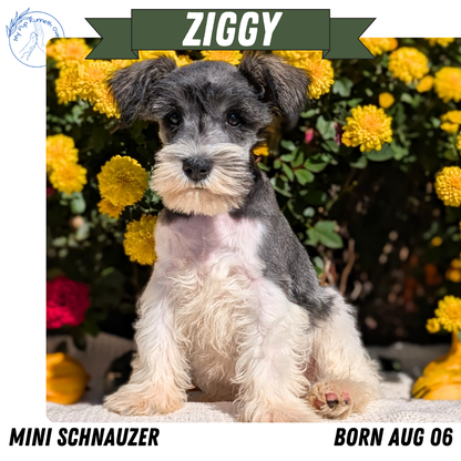 MINI SCHNAUZER (08/06) MALE