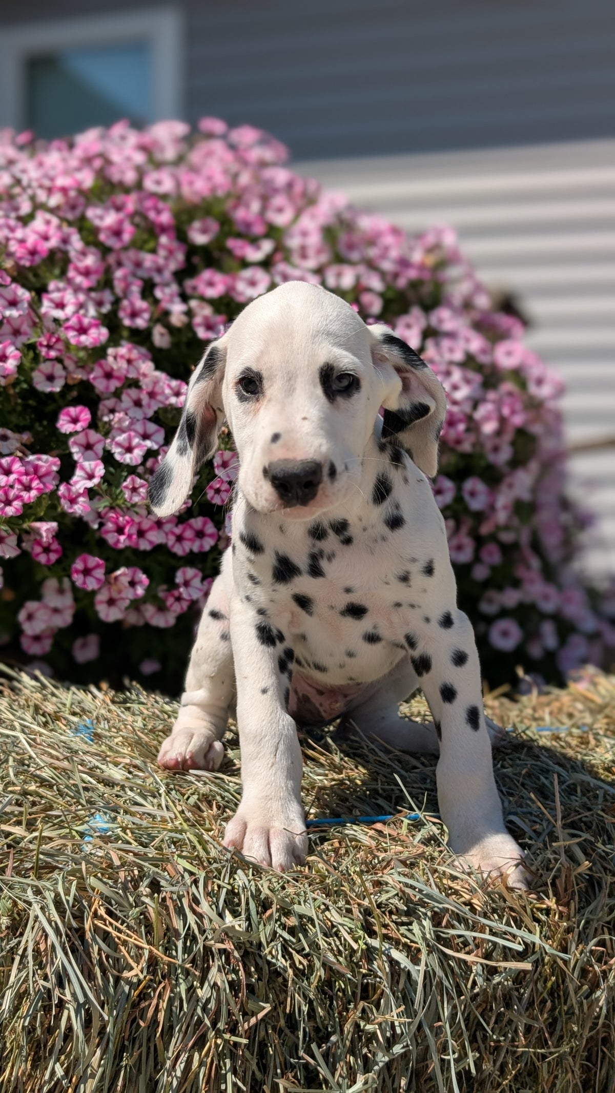 DALMATIAN (JUN 29) MALES