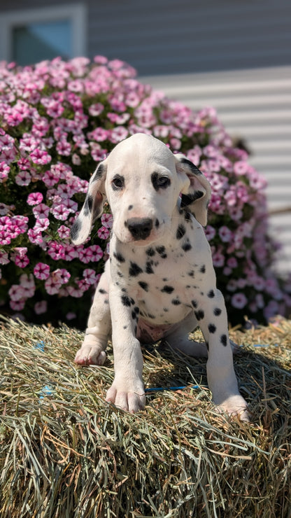 DALMATIAN (JUN 29) MALES