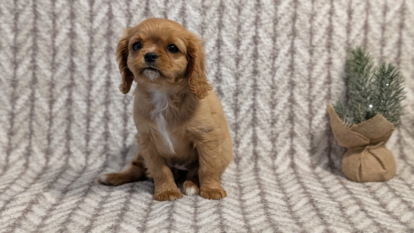 CAVALIER (FEB 24) FEMALE