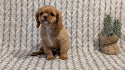 CAVALIER (FEB 24) FEMALE