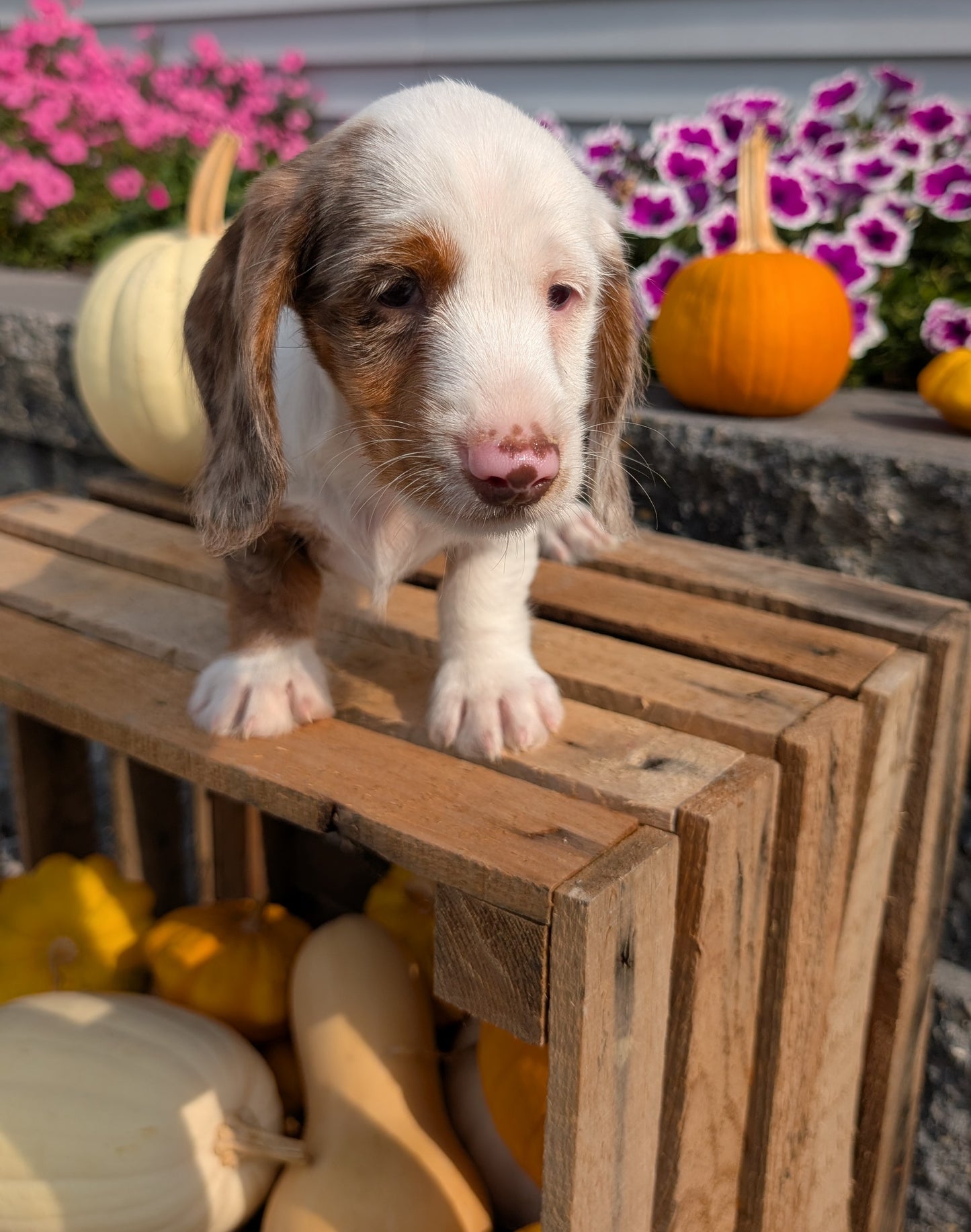 MINI DACHSHUND (08/19) MALE