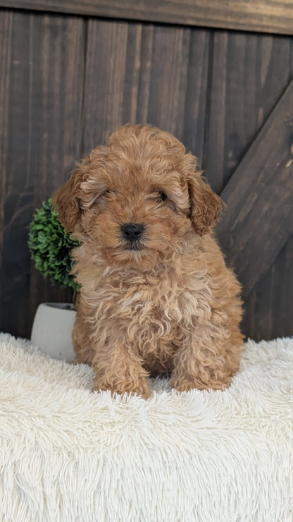 TOY POODLE (DEC 25) MALE