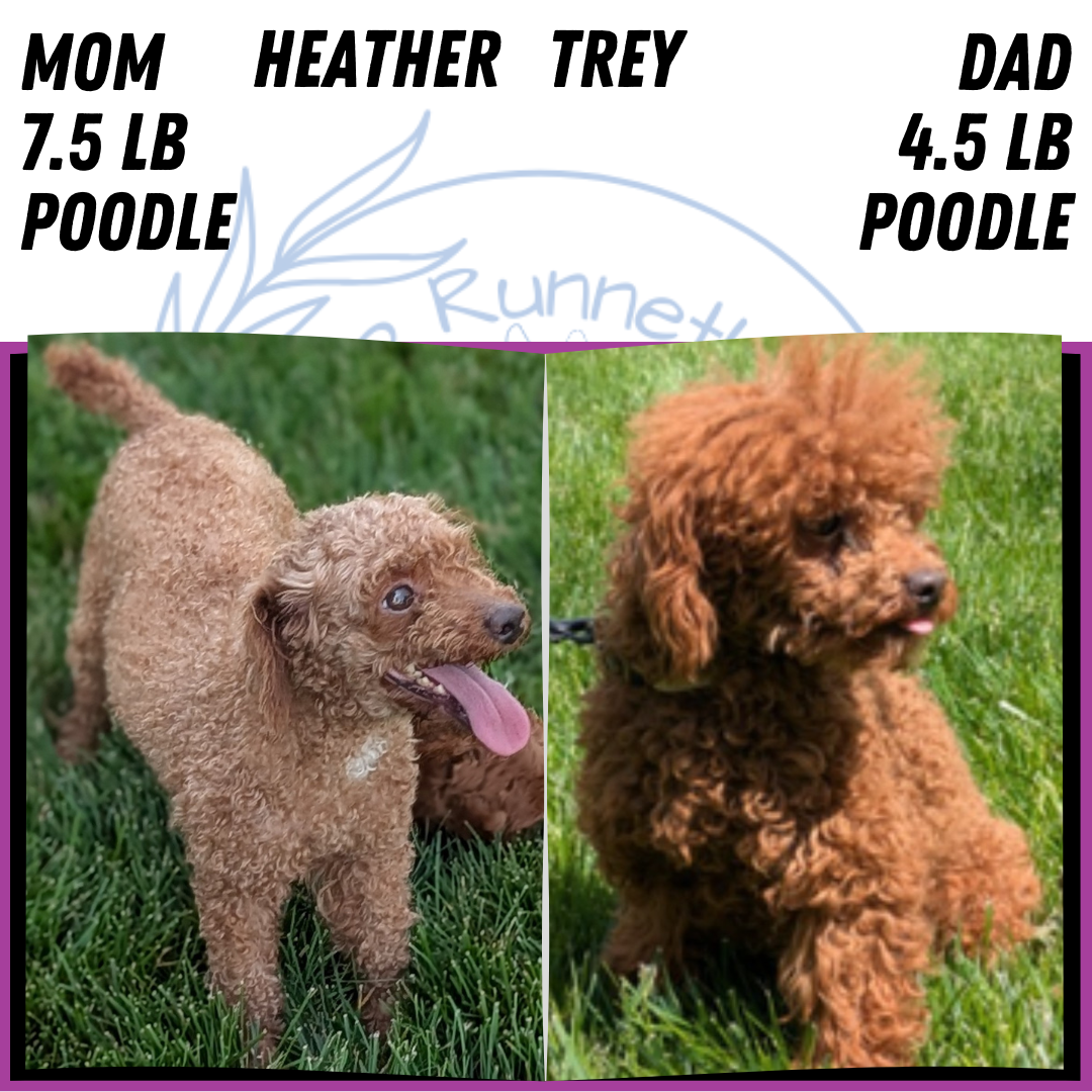 TOY POODLE (JUN 09) MALE