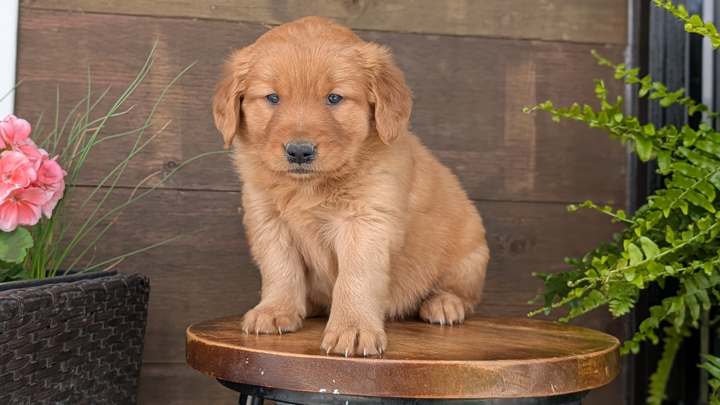 GOLDEN RETRIEVER (MAR 27) FEMALES