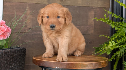 GOLDEN RETRIEVER (MAR 27) FEMALES