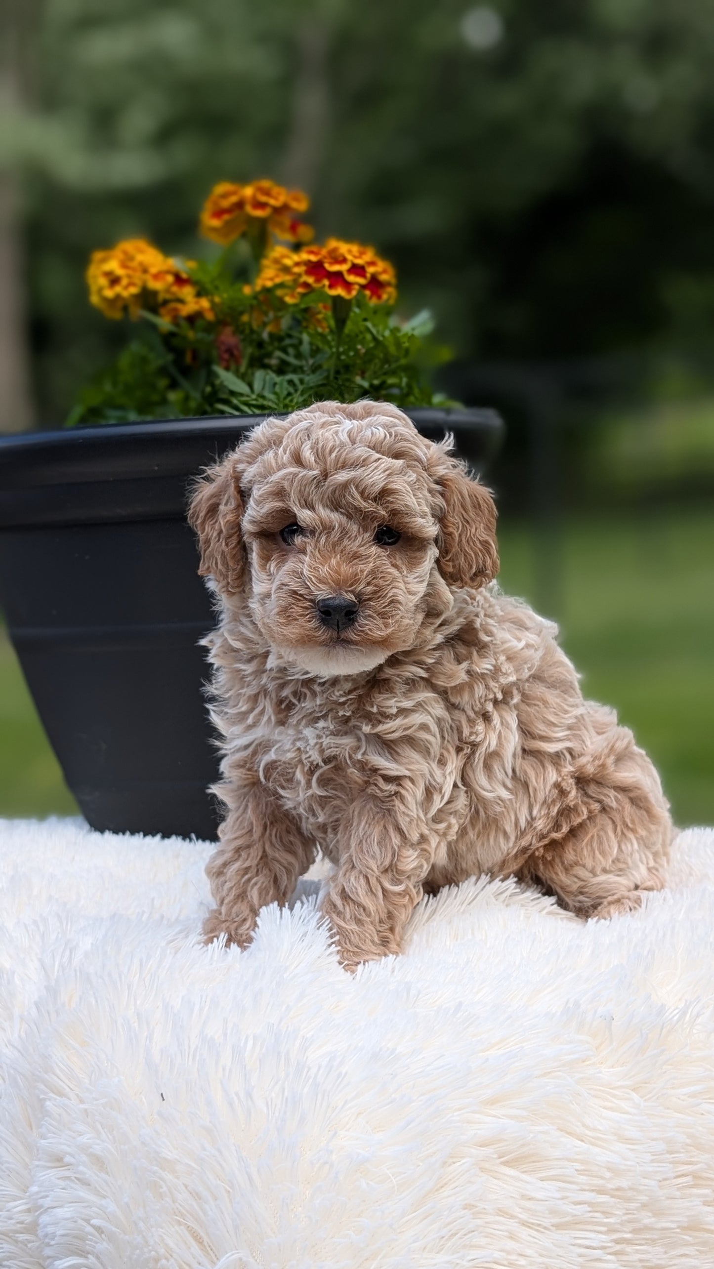 MINI POODLE (MAY 12) MALES