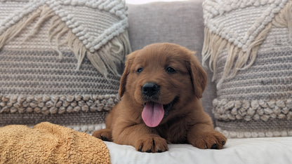 GOLDEN RETRIEVER (JUL 01) MALES