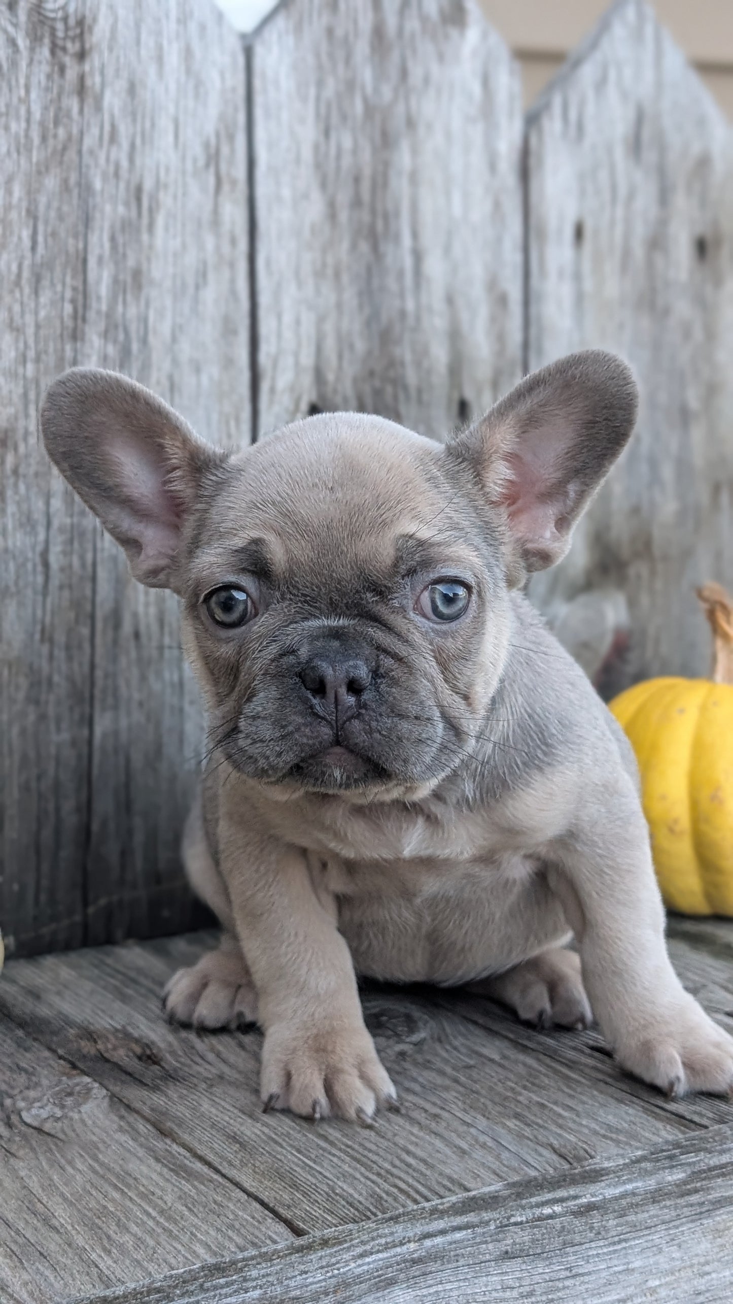 FRENCH BULLDOG (09/09) FEMALE