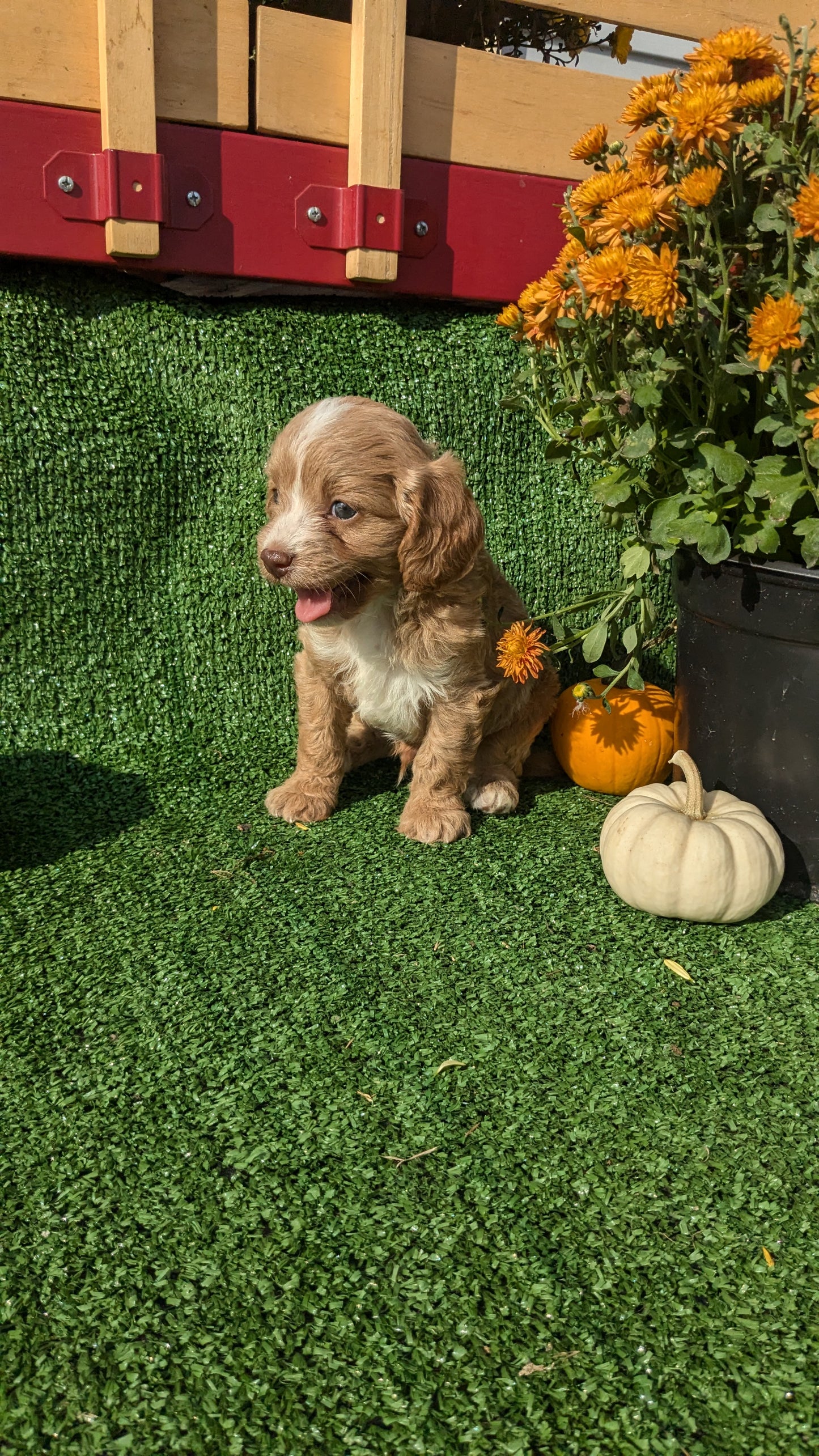 CAVAPOO (08/13) MALE