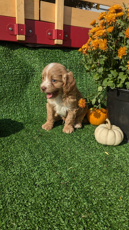 CAVAPOO (08/13) MALE
