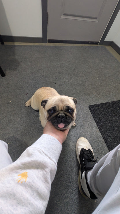 PUG (02/04) FEMALE