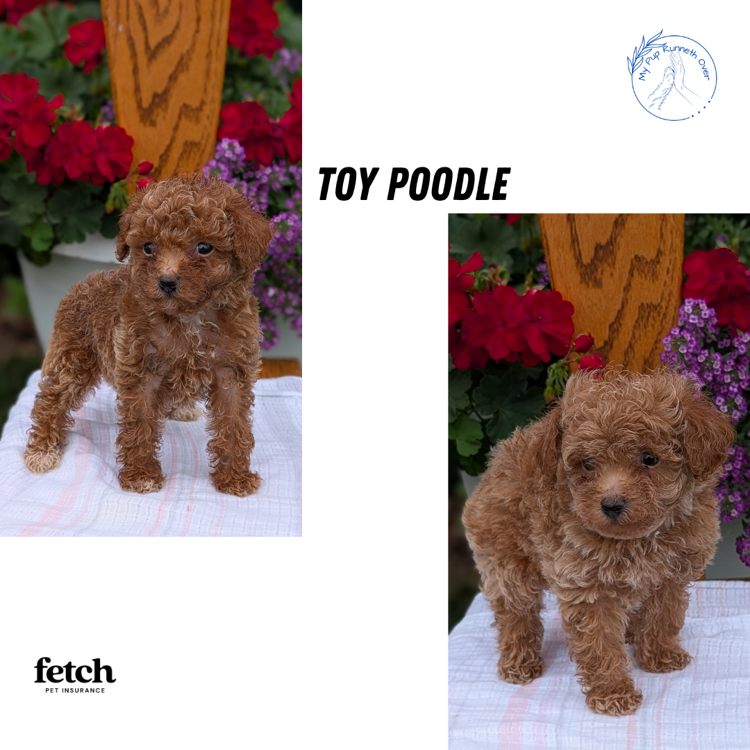 TOY POODLE (JUN 15) MALE